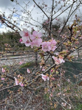 「桜富士」さんからの投稿写真＠椿坂の河津桜
