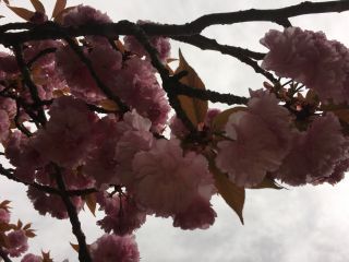 「さくら大好き」さんからの投稿写真＠竹田の里のしだれ桜