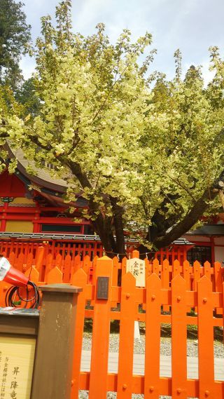 「フラワー」さんからの投稿写真＠金櫻神社