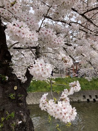 「zerolyst」さんからの投稿写真＠五条川の桜並木
