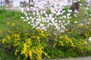 「桜富士」さんからの投稿写真＠玉川堤