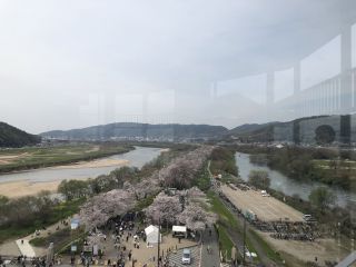 「しもっち」さんからの投稿写真＠淀川河川公園背割堤地区