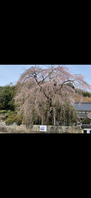 「mao mao」さんからの投稿写真＠長瀬の大しだれ桜