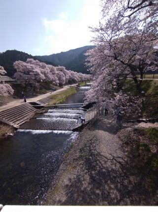 「雨オトコ晴オンナ」さんからの投稿写真＠鮎河の千本桜