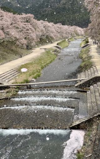「1369」さんからの投稿写真＠鮎河の千本桜