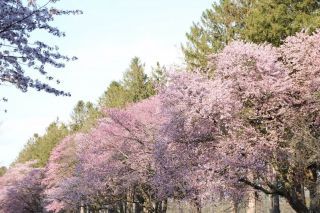 「ちびた」さんからの投稿写真＠静内二十間道路桜並木