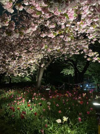 「Flower」さんからの投稿写真＠浮間公園