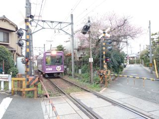 「マルモ２」さんからの投稿写真＠嵐電　桜のトンネル