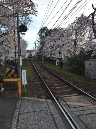 「まるも２」さんからの投稿写真＠嵐電　桜のトンネル