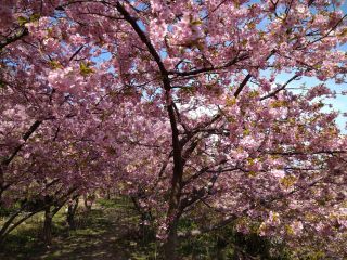 「とっきー」さんからの投稿写真＠小積の河津桜