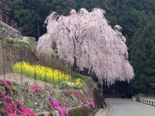 「くにさん」さんからの投稿写真＠川井峠のしだれ桜