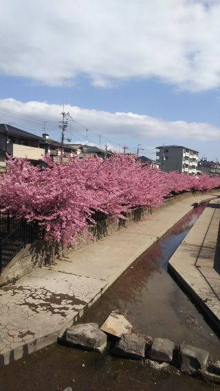 「廣やん」さんからの投稿写真＠淀水路の河津桜