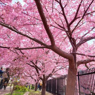 「まりんちゃん。」さんからの投稿写真＠淀水路の河津桜
