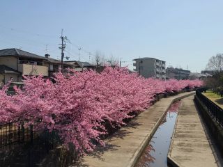 「あいちゃん」さんからの投稿写真＠淀水路の河津桜