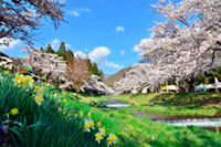 観音寺川の桜の写真