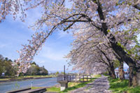 宮川千本桜の写真