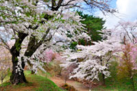 亀ヶ城公園（猪苗代城）の桜の写真