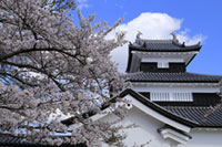 白河小峰城の桜の写真