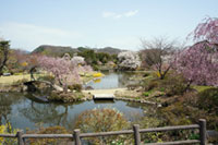 四季の里 緑水苑の桜の写真