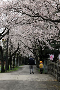 城跡歴史公園の桜の写真