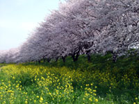 さくら堤公園の桜の写真