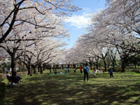 城山公園（桶川市）の桜の写真
