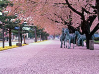 十和田市官庁街通り(駒街道)の桜の写真