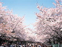 上野恩賜公園の桜の写真