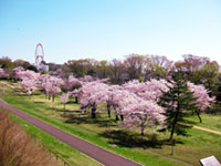 都立狭山公園の桜の写真