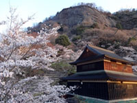 岩殿山丸山公園の桜の写真