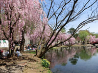 湯沢中央公園の桜の写真