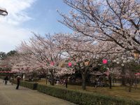 芦城公園の桜の写真
