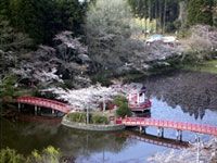 茂原公園の写真