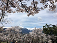 大町市・大町公園の桜の写真