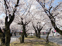 飯田市大宮通り桜並木の写真