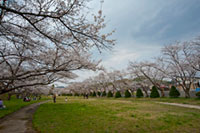 宮川緑地公園の桜の写真
