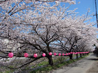 湯河原町／熱海市・千歳川沿いの桜の写真