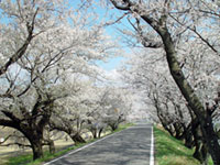 木曽川堤の桜の写真