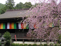 湖東三山 金剛輪寺の桜の写真
