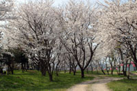 峯空園の桜の写真