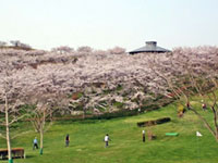 Thousands of Cherry Blossoms in Mt. Kagoboyama