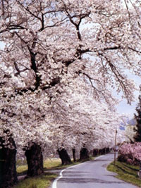 Thousands of Cherry Blossoms in Shiroishi Riverbank