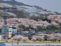 The Cherry Blossoms of Eboshiyama Park