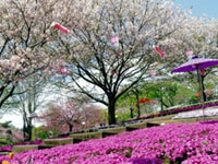 The Cherry Blossoms of Shizumine Furusato Park