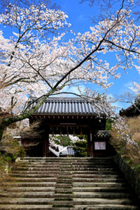 京都山科 毘沙門堂の桜の写真