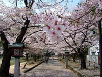The Cherry Blossoms of Yahiko Park