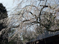 浄蓮寺のしだれ桜の写真