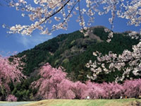 The Weeping Cherry Blossoms of Takeda Area