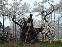 The Cherry Blossoms of Yamataka Jindai