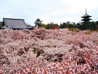 The Omuro Cherry Blossoms of Ninna-ji Temple